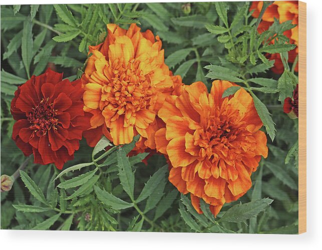 Marigold Wood Print featuring the photograph Marigolds Dow Gardens 2 2018 by Mary Bedy