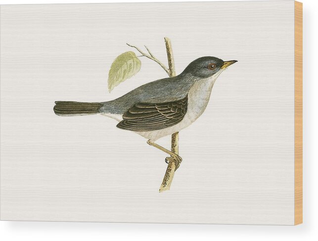 Bird Wood Print featuring the painting Marmora's Warbler by English School
