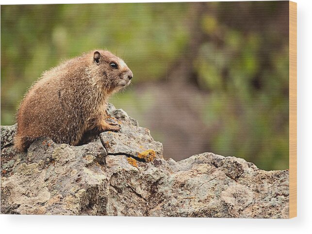 Colorado Wood Print featuring the photograph Marmot by Lana Trussell