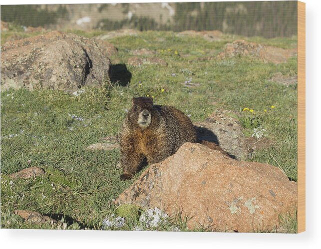 Rocky Wood Print featuring the photograph Marmot by Sean Allen