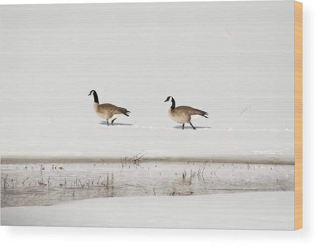  Canada Goose (anitidae Wood Print featuring the photograph Mating Canadian Geese by Daniel Hebard