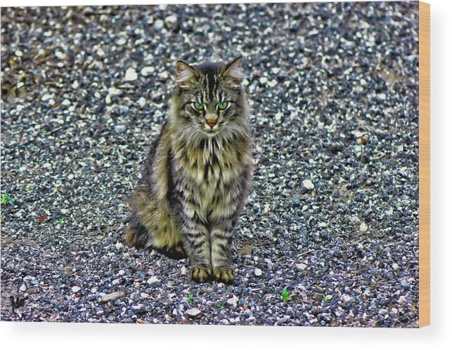 Main Coon Wood Print featuring the photograph Mattie the Main Coon Cat by Gina O'Brien