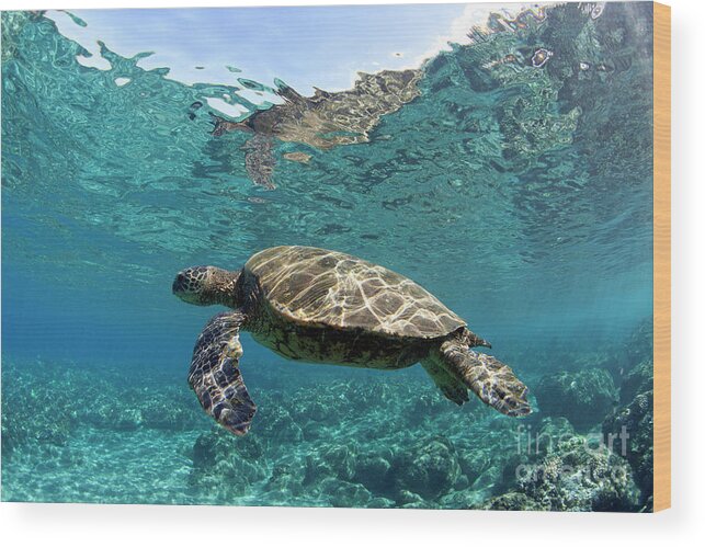 Animal. Chelonia Wood Print featuring the photograph Maui Sea Turtle by David Olsen