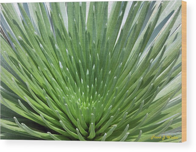 Maui Wood Print featuring the photograph Maui Silversword by Frank Wicker