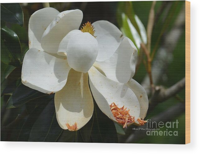 May Magnolia Wood Print featuring the photograph May Magnolia by Maria Urso