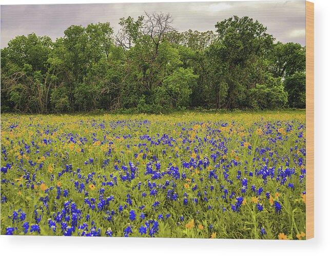 Nature Wood Print featuring the photograph McKinney Falls Bloom by Scott Cordell