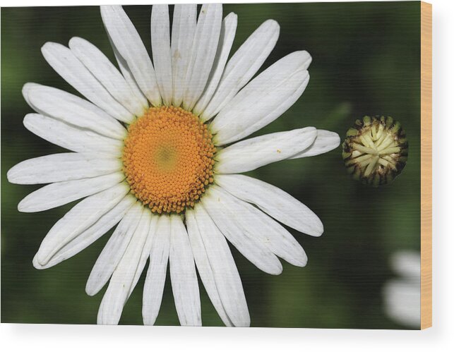 Daisy Wood Print featuring the photograph Me and My Bud 7 by Mary Bedy