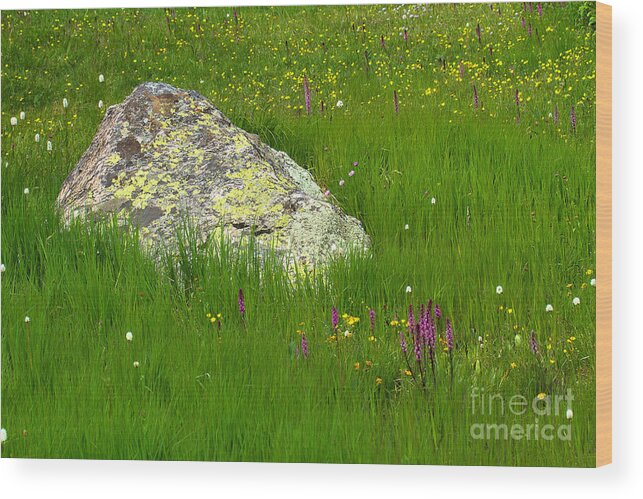 Mountain Wildflowers; Mountain Flowers Wood Print featuring the photograph Meadow Rock by Jim Garrison
