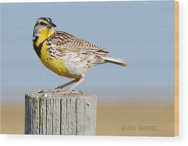 Meadowlark Wood Print featuring the photograph Meadowlark 1 by Don Durfee