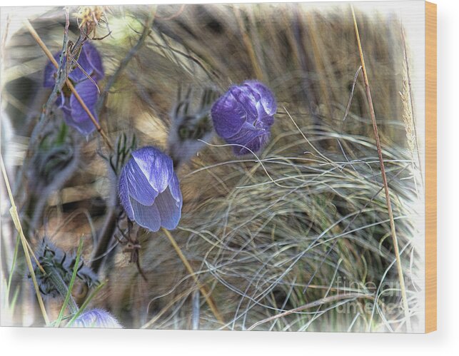 Pasque Flower Wood Print featuring the photograph Medicine Bloom by Jim Garrison