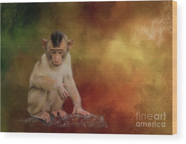 Southern Pig-tailed Macaque Wood Print featuring the photograph Meditative by Eva Lechner