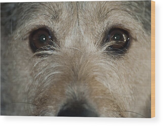 Dogs Wood Print featuring the photograph Meet Mikey by Ross Powell