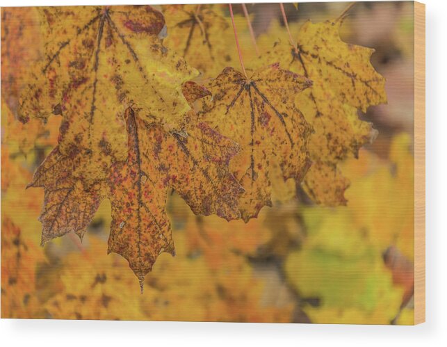 Michigan Wood Print featuring the photograph Michigan Autumn by Pravin Sitaraman