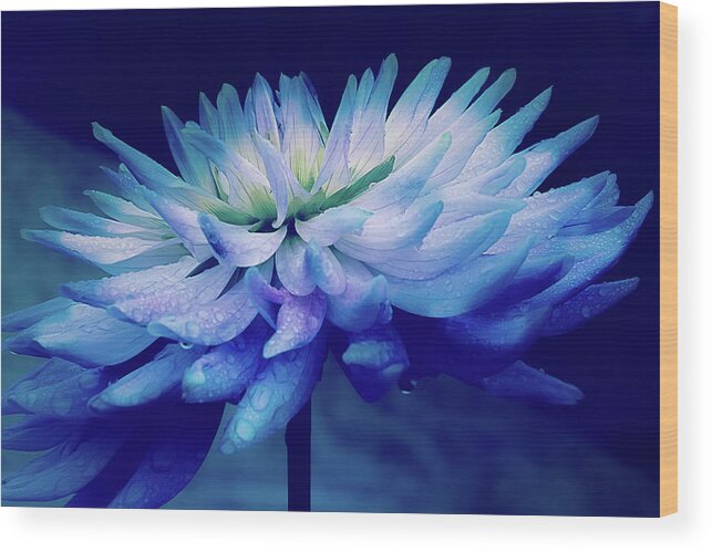 Dahlia Wood Print featuring the photograph Midnight Dahlia and Drops by Julie Palencia