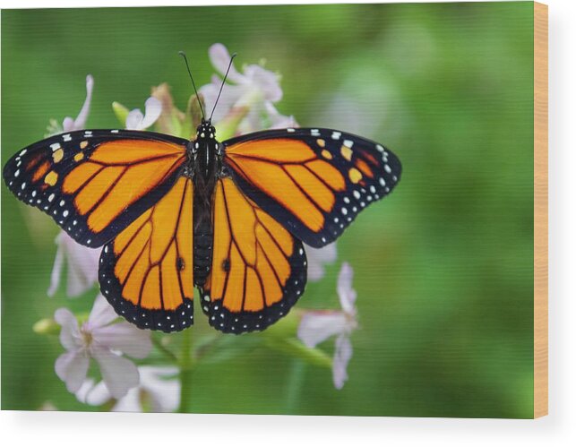 Monarch Wood Print featuring the photograph Migration by Terri Hart-Ellis