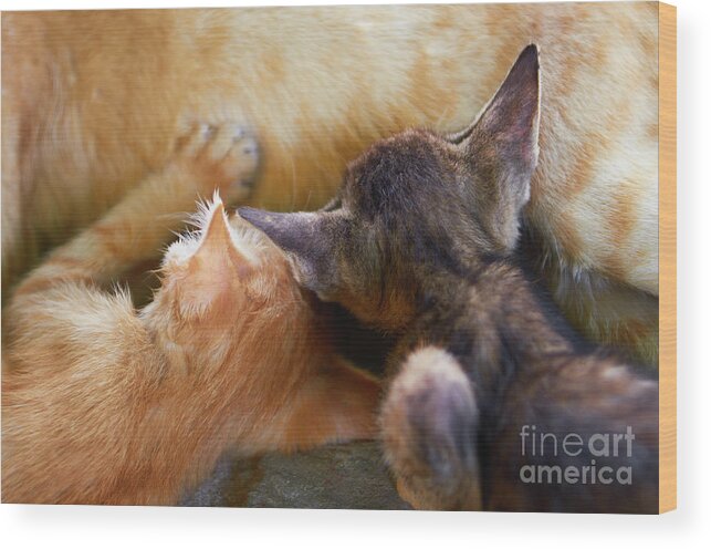 Cat Wood Print featuring the photograph Milk by Dean Harte