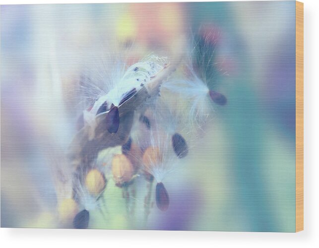 Photography Wood Print featuring the digital art Milkweed Seeds by Terry Davis