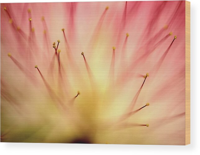 Mimosa Wood Print featuring the photograph Mimosa 4 by Mike Eingle