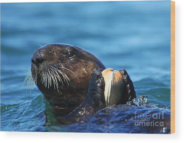 Otter Wood Print featuring the photograph Mine by Alison Salome