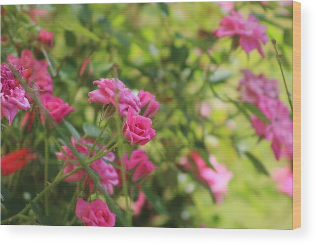 Miniature Rose Wood Print featuring the photograph Miniature Fuchsia Roses by Colleen Cornelius