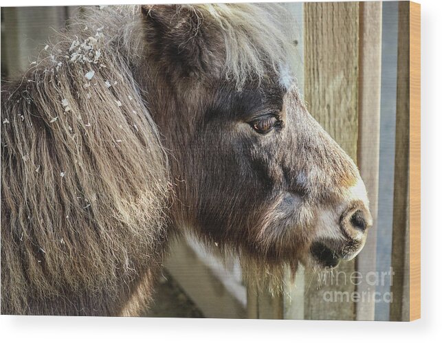 Miniature Wood Print featuring the photograph Miniature Horse by Suzanne Luft