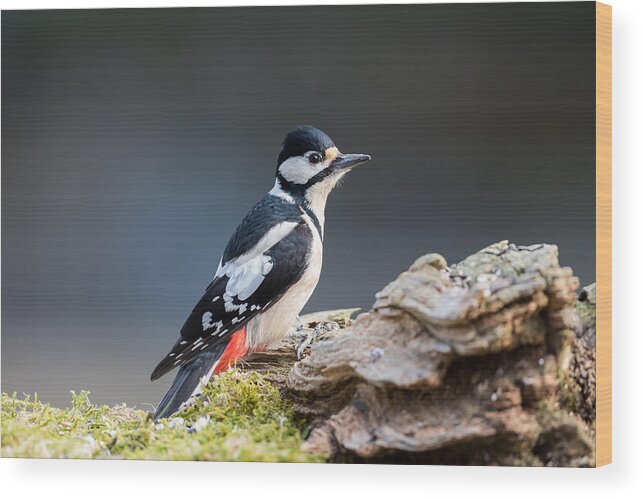 Miss Woodpecker Wood Print featuring the photograph Miss Woodpecker by Torbjorn Swenelius