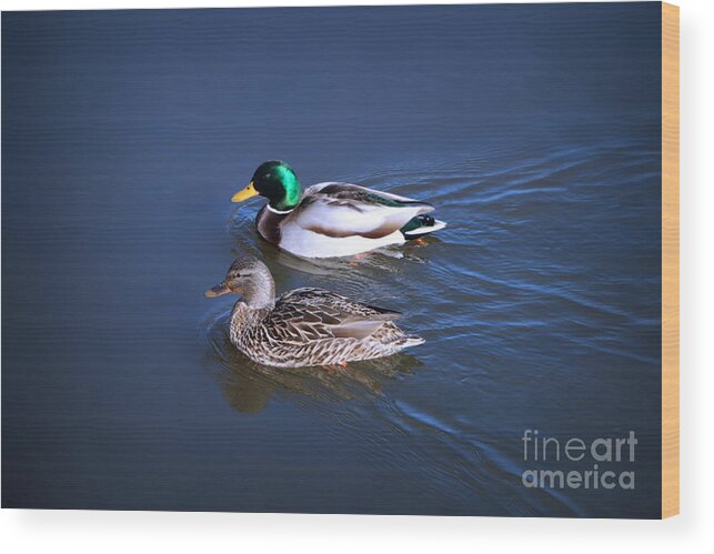 Mallard Wood Print featuring the photograph Mister and Misses Mallard by Elizabeth Dow