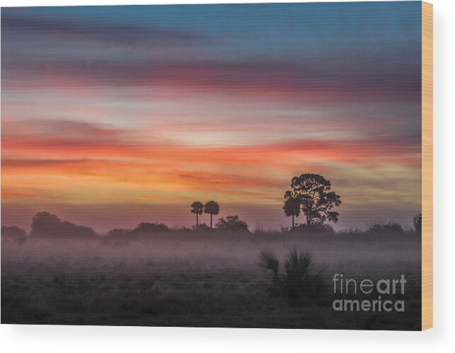 Chinese Fan Palm Wood Print featuring the photograph Misty Sunrise by Liesl Walsh