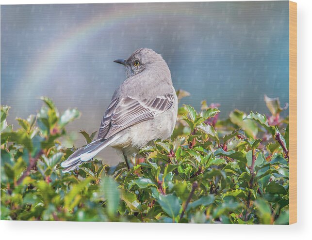 Mockingbird Wood Print featuring the photograph Mockingbird Rainbow by Cathy Kovarik