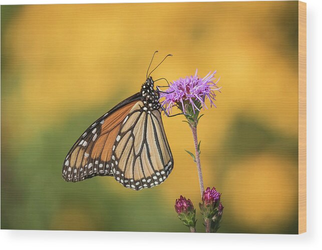 Monarch Butterfly Wood Print featuring the photograph Monarch 2016-3 by Thomas Young