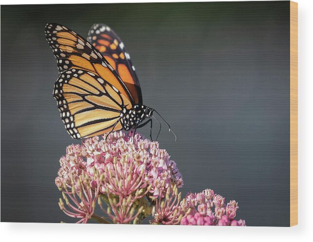 Monarch Butterfly Wood Print featuring the photograph Monarch 2018-6 by Thomas Young
