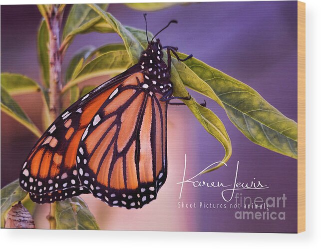 Butterfly Wood Print featuring the photograph Monarch Beauty by Karen Lewis