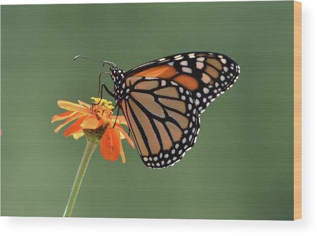 Monarch Wood Print featuring the photograph Monarch by Ben Foster