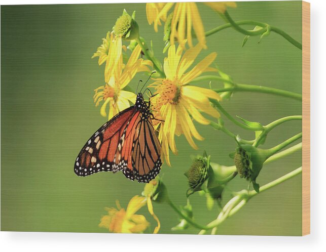  Butterfly Wood Print featuring the photograph Monarch Butterfly by Gary Hall