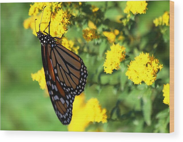 Monarch Butterfly Wood Print featuring the photograph Monarch Butterfly II by Carol Montoya
