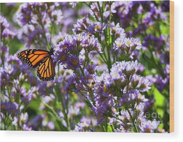 Monarch Butterfly Wood Print featuring the photograph Monarch Butterfly by Jeff Breiman