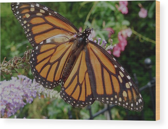 Monarch Butterfly Wood Print featuring the photograph Monarch Butterfly by Melinda Saminski