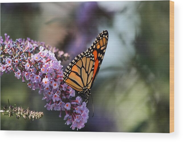 Monarch Wood Print featuring the photograph Monarch Butterfly on a Purple Butterfly Bush by Richard Gregurich