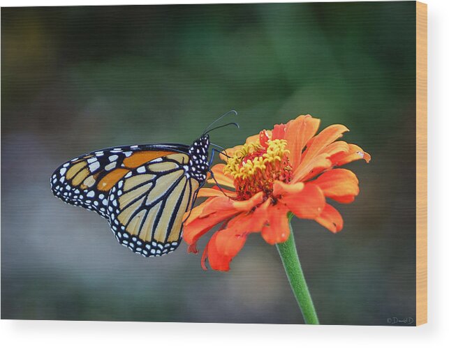 Butterfly Wood Print featuring the photograph Monarch by David Dedman