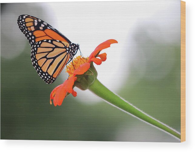 Butterfly Wood Print featuring the photograph Monarch Landing by Mary Anne Delgado