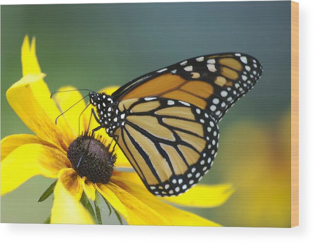 Beautiful Wood Print featuring the photograph Monarch by Michael Peychich