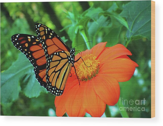 Monarch Wood Print featuring the photograph Monarch on Mexican Sunflower by Nicole Angell