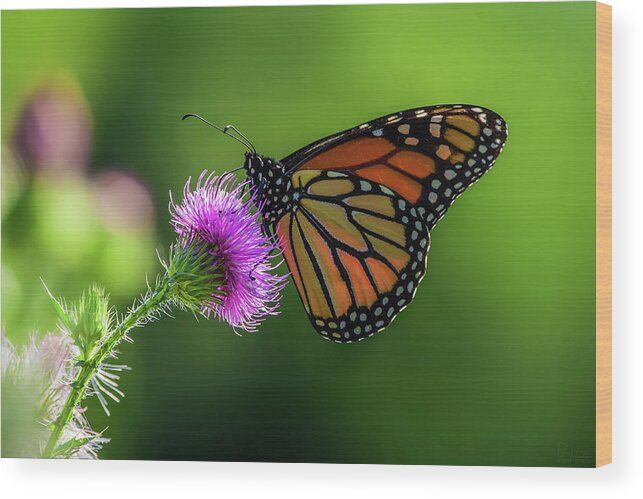 Monarch Butterfly Purple Thistle Flower Green Spring Horizontal Landscape Scenic Wood Print featuring the photograph Monarch on purple Canada Thistle by Peter Herman