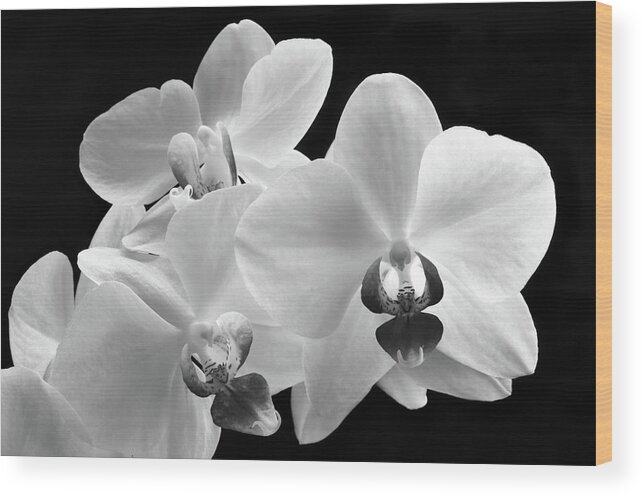 Orchid Wood Print featuring the photograph Monochrome Orchid by Terence Davis