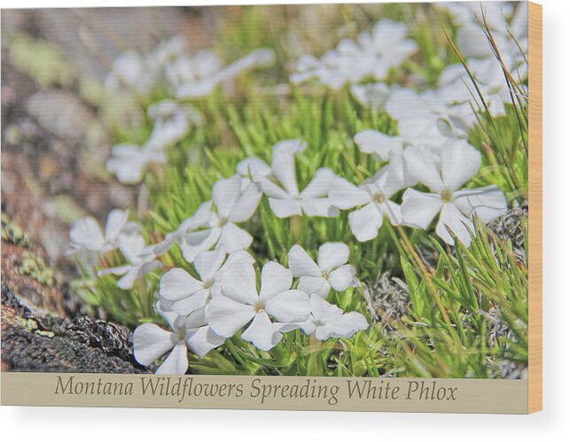 Wildflower Wood Print featuring the photograph Montana Wildflowers Spreading White Phlox by Jennie Marie Schell