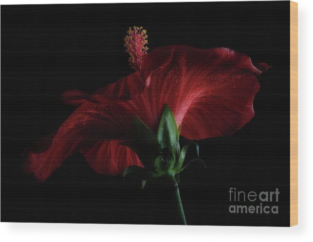 Red Hibiscus Wood Print featuring the photograph Moody Red Hibiscus by Ann Garrett