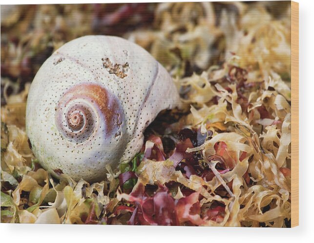 Moon Snail Wood Print featuring the photograph Moon Snail Shell on Kelp Bed by Peggy Collins