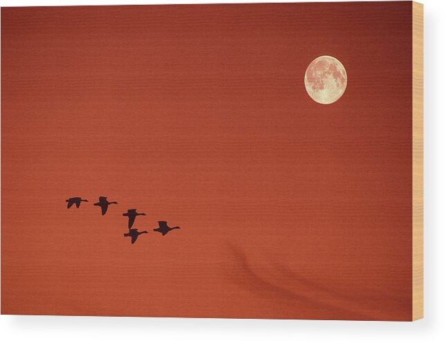 Canada Goose Wood Print featuring the photograph Moonset by Tony Beck