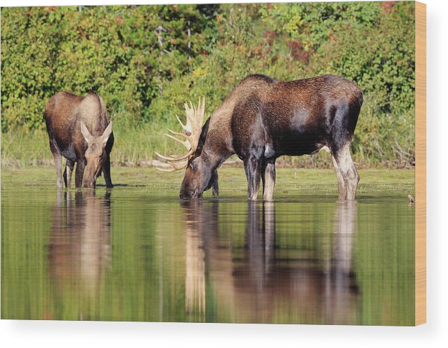 Glacier National Park Wood Print featuring the photograph Moose Country by Jack Bell