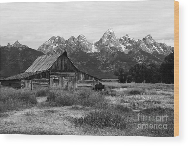 Grand Tetons Wood Print featuring the photograph Mormon Row Famous Barn by Teresa Zieba